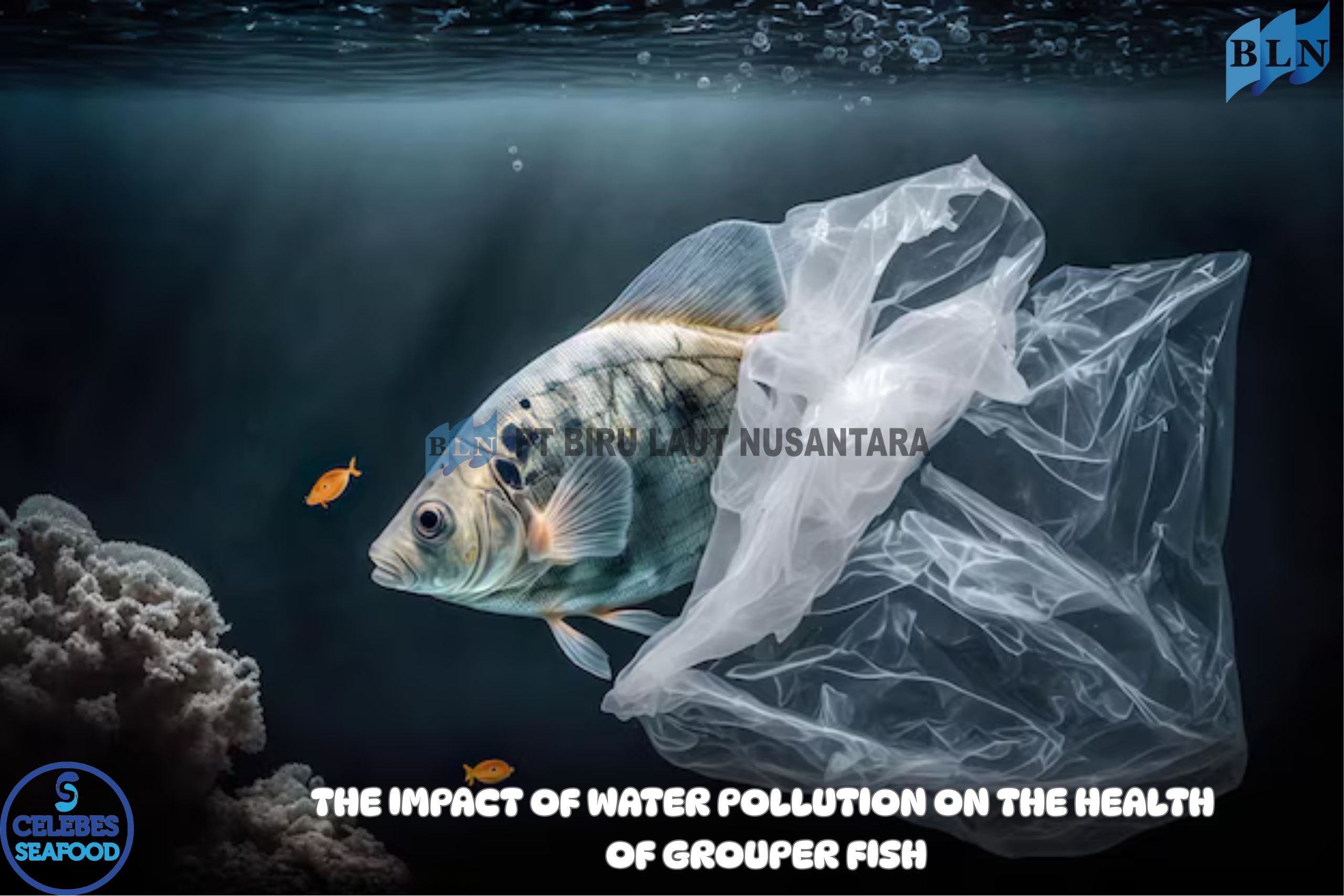 The Impact of Water Pollution on the Health of Grouper Fish